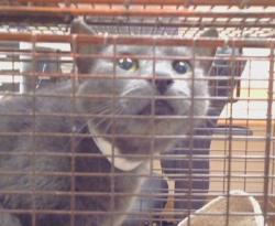 Shelter Stray Male Cat last seen ANTELOPE AREA, WATT AVE, 95842, 3839 Bradshaw Rd, Sacramento, CA 95827, USA