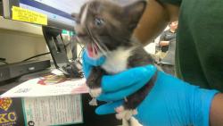 Shelter Stray Unknown Cat last seen , 2811 SE 29th St, Oklahoma City, OK 73129, USA
