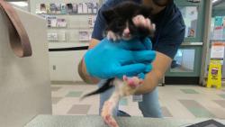 Shelter Stray Unknown Cat last seen , 2811 SE 29th St, Oklahoma City, OK 73129, USA