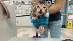 Shelter Stray Unknown Cat last seen , 2811 SE 29th St, Oklahoma City, OK 73129, USA