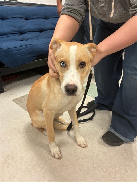 Shelter Stray Male Dog last seen Near BLOCK NW 122ND ST, OKLAHOMA CITY OK 73120, 2811 SE 29th St, Oklahoma City, OK 73129, USA