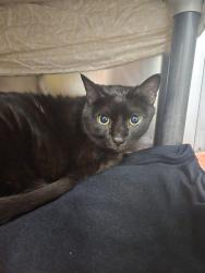 Shelter Stray Male Cat last seen Near BLOCK 31ST AVE S, MINNEAPOLIS MN 55406, 212 17th Ave N, Minneapolis, MN 55411, USA