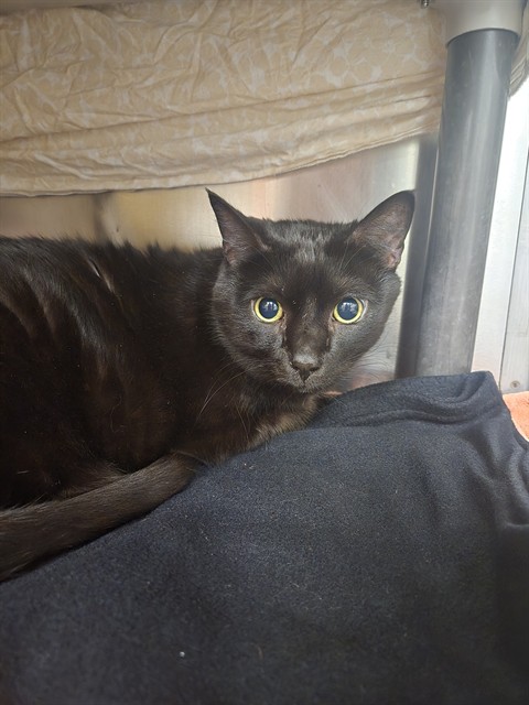 Shelter Stray Male Cat last seen Near BLOCK 31ST AVE S, MINNEAPOLIS MN 55406, 212 17th Ave N, Minneapolis, MN 55411, USA
