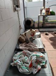 Reunited Male Dog last seen Trask Drive, Holiday, Fl, Usa, Holiday, FL 34691