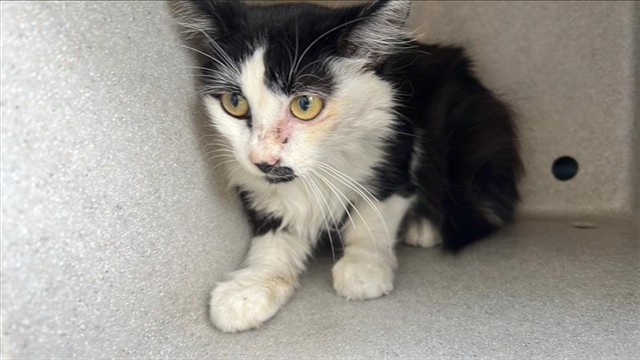Shelter Stray Female Cat last seen , 4275 Elton St, Baldwin Park, CA 91706, USA