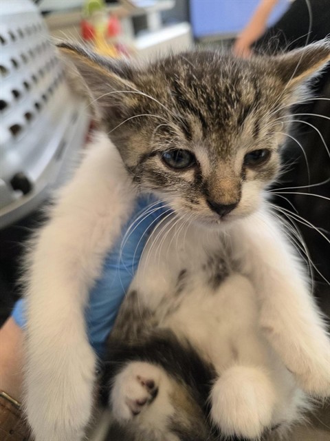 Shelter Stray Male Cat last seen Near BLOCK W 4330, 4522 W 3500 S, West Valley City, UT 84120, USA