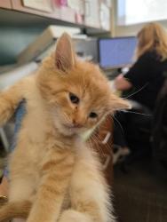 Shelter Stray Male Cat last seen Near BLOCK W 4330, 4522 W 3500 S, West Valley City, UT 84120, USA