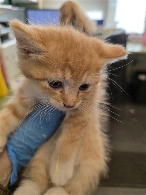 Shelter Stray Male Cat last seen Near BLOCK W 4330, 4522 W 3500 S, West Valley City, UT 84120, USA
