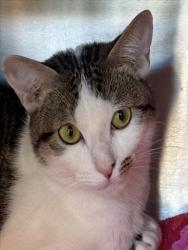 Shelter Stray Female Cat last seen , 11361 W Pico Blvd, Los Angeles, CA 90064, USA