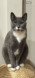 Reunited Female Cat last seen 67th Road & 78 Street, Queens, NY 11379