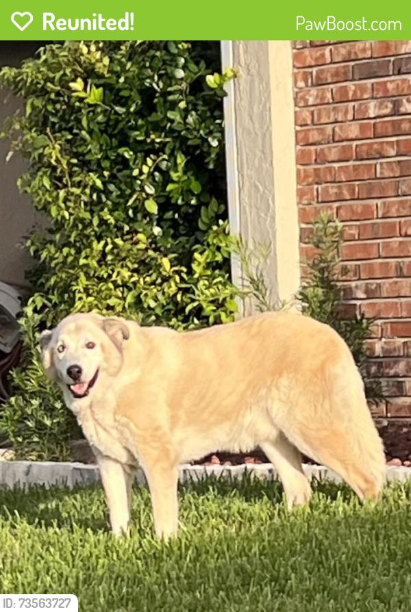 Reunited Male Dog last seen North Sundance and W Springtree Way, Lake Mary, FL 32746