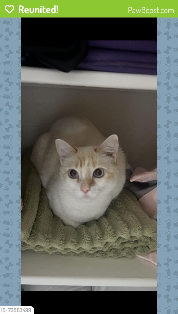 Reunited Female Cat last seen Liberty Street, Grove City, OH 43123