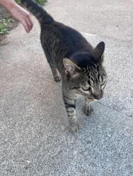 Found/Stray Unknown Cat last seen Hanover and Lester, Oakland, CA 94606