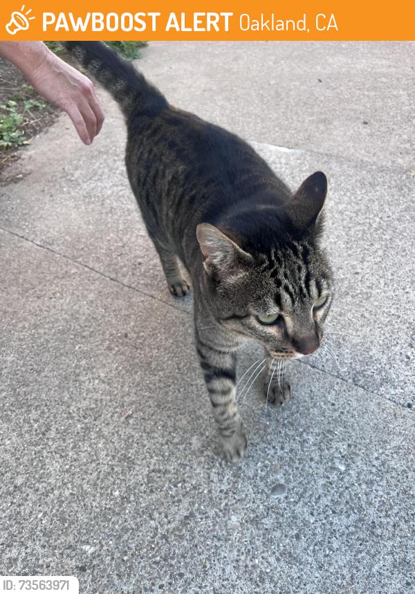 Found/Stray Unknown Cat last seen Hanover and Lester, Oakland, CA 94606