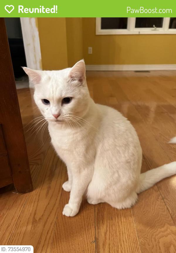 Reunited Male Cat last seen Near Queen Street W, townhouse complex, Mississauga, ON L5H 4K4