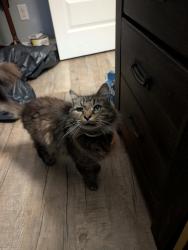 Reunited Male Cat last seen Cove apmts and Savannah springs, Fort Oglethorpe, GA 30742