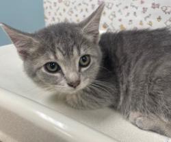 Shelter Stray Female Cat last seen Rockingham St, 43610, OH, 827 Illinois Ave, Maumee, OH 43537, USA