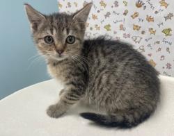 Shelter Stray Female Cat last seen Rockingham St, 43610, OH, 827 Illinois Ave, Maumee, OH 43537, USA