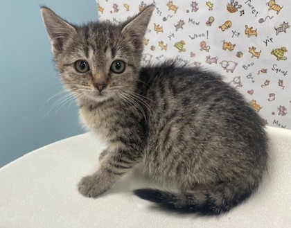 Shelter Stray Female Cat last seen Rockingham St, 43610, OH, 827 Illinois Ave, Maumee, OH 43537, USA
