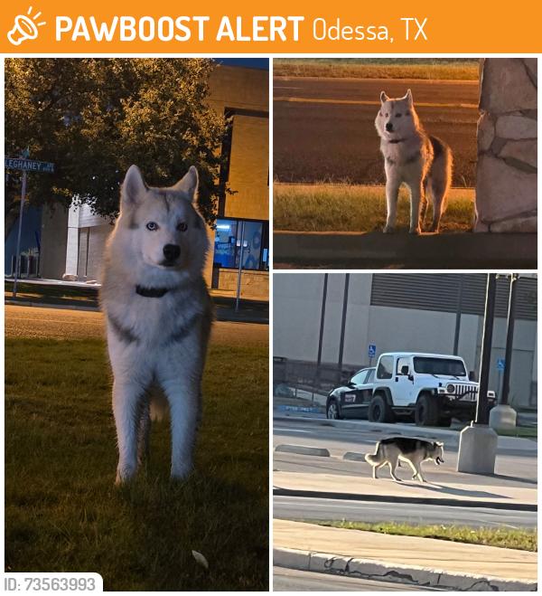 Found/Stray Male Dog last seen On 3rd Street in front of Lincoln Towers building, Odessa, TX 79761