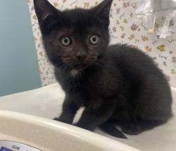 Shelter Stray Male Cat last seen Rockingham St, 43610, OH, 827 Illinois Ave, Maumee, OH 43537, USA