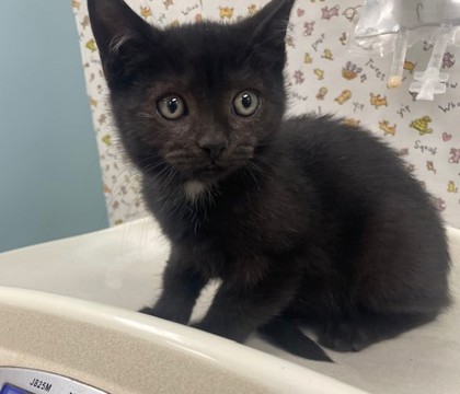 Shelter Stray Male Cat last seen Rockingham St, 43610, OH, 827 Illinois Ave, Maumee, OH 43537, USA