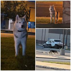 Found/Stray Male Dog last seen On 3rd Street in front of Lincoln Towers building, Odessa, TX 79761
