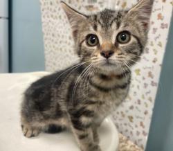 Shelter Stray Male Cat last seen Rockingham St, 43610, OH, 827 Illinois Ave, Maumee, OH 43537, USA