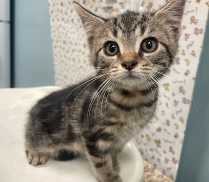 Shelter Stray Male Cat last seen Rockingham St, 43610, OH, 827 Illinois Ave, Maumee, OH 43537, USA