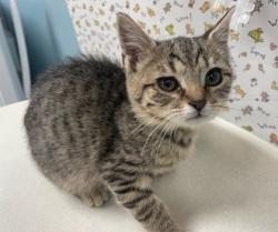 Shelter Stray Female Cat last seen Rockingham St, 43610, OH, 827 Illinois Ave, Maumee, OH 43537, USA