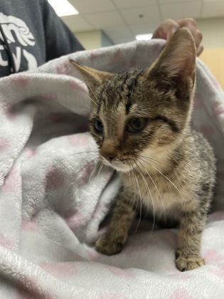 Shelter Stray Female Cat last seen Near Oak Street, Lucas County, OH, 827 Illinois Ave, Maumee, OH 43537, USA