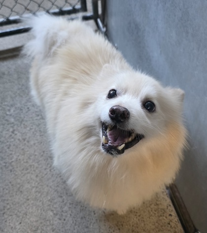 Shelter Stray Male Dog last seen Roseville Pkwy and Galleria Blvd, Roseville City, CA, 200 Tahoe Ave, Roseville, CA 95678, USA