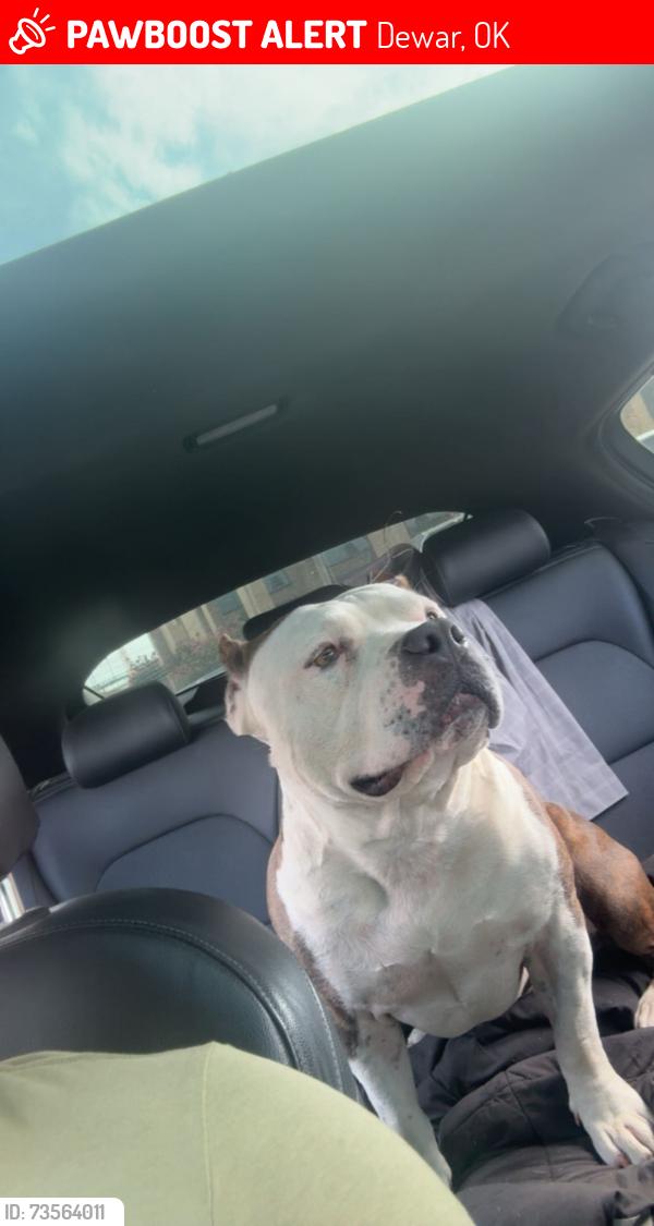 Lost Male Dog last seen Maple St, Dewar, OK 74431