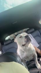 Lost Male Dog last seen Maple St, Dewar, OK 74431