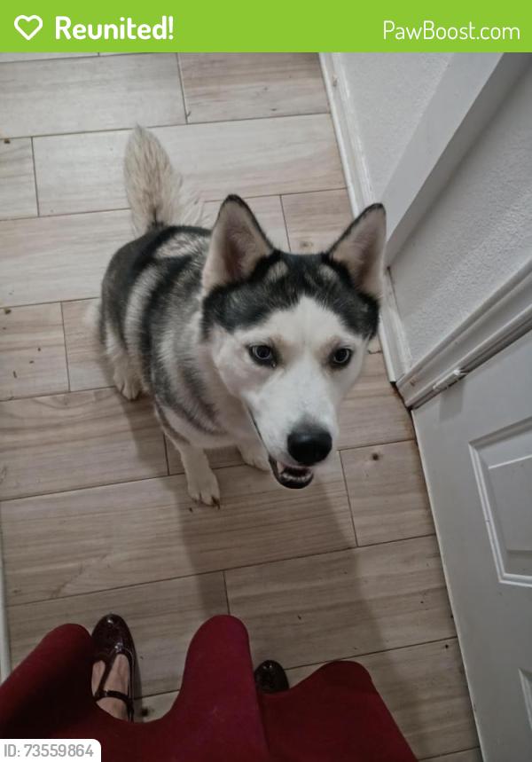 Reunited Female Dog last seen Sushi axiom, North Richland Hills, TX 76180