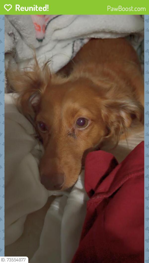 Reunited Female Dog last seen South Grove Street Eustis FL, Eustis, FL 32726
