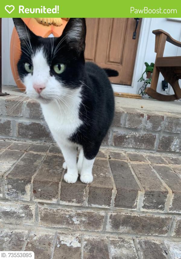 Reunited Unknown Cat last seen Near Glenhill Cir, Chattanooga, TN 37415, USA, Chattanooga, TN 37415