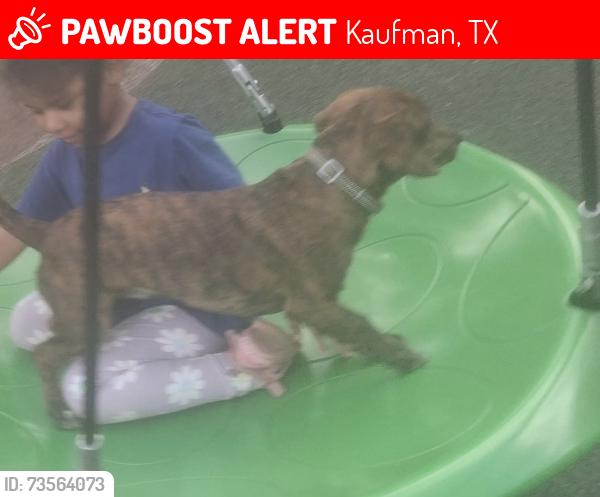 Lost Male Dog last seen Kaufman,TX Little Caesars, Kaufman, TX 75142