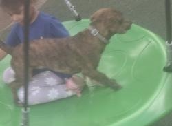 Lost Male Dog last seen Kaufman,TX Little Caesars, Kaufman, TX 75142