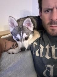 Reunited Male Dog last seen Simpson crossing neighborhood, McKinney, TX 75069