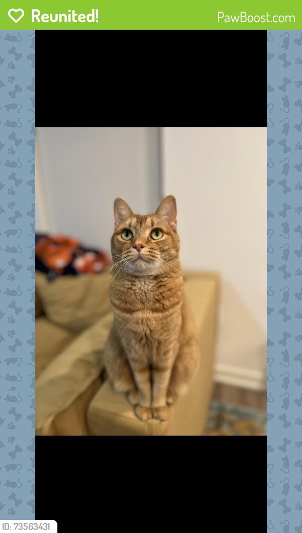 Reunited Female Cat last seen 80th NW and 11th ave, Seattle, WA 98117