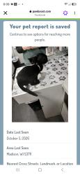 Reunited Male Cat last seen Raymond at leland dr, Madison, WI 53711
