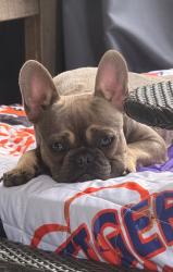 Reunited Male Dog last seen Wilson Bridge Rd, Fountain Inn, SC, USA, Fountain Inn, SC 29644