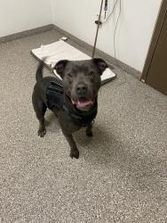 Shelter Stray Male Dog last seen Near NE 76th, VANCOUVER, WA, 98662, 1100 NE 192nd Ave, Vancouver, WA 98684, USA