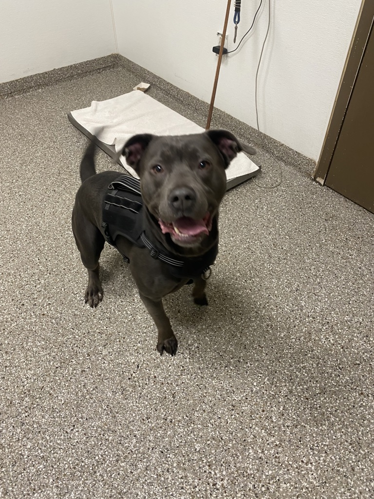 Shelter Stray Male Dog last seen Near NE 76th, VANCOUVER, WA, 98662, 1100 NE 192nd Ave, Vancouver, WA 98684, USA