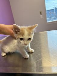 Shelter Stray Male Cat last seen Near S Peony Way, White City Township, UT, 84094, 511 W 3900 S, Salt Lake City, UT 84123, USA