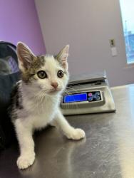 Shelter Stray Male Cat last seen Near S Peony Way, White City Township, UT, 84094, 511 W 3900 S, Salt Lake City, UT 84123, USA