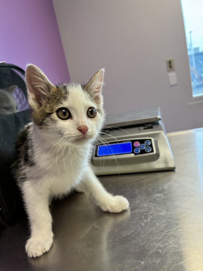 Shelter Stray Male Cat last seen Near S Peony Way, White City Township, UT, 84094, 511 W 3900 S, Salt Lake City, UT 84123, USA