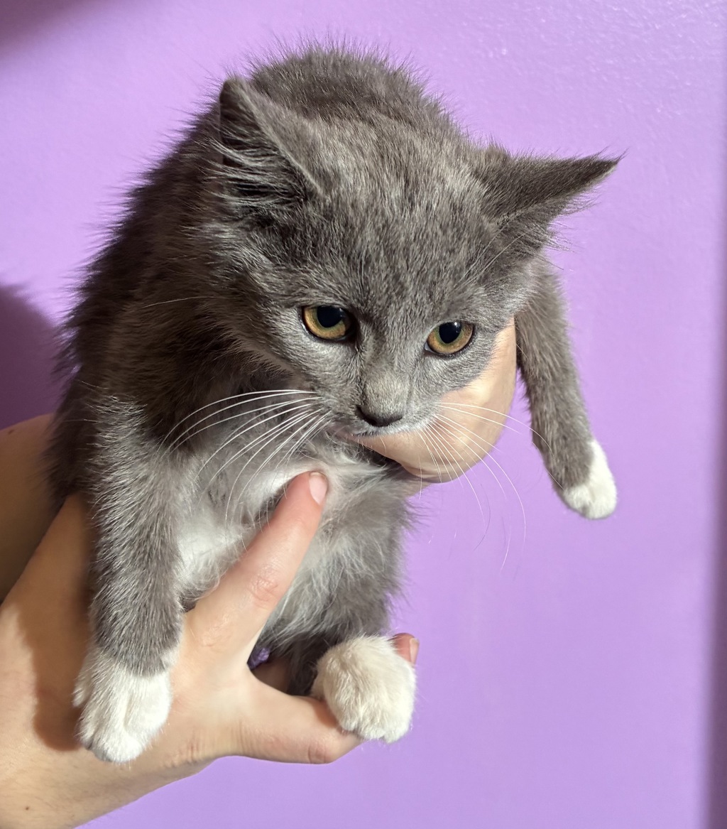 Shelter Stray Female Cat last seen Near S Clear Vista Drive, Kearns Township, UT, 84118, 511 W 3900 S, Salt Lake City, UT 84123, USA