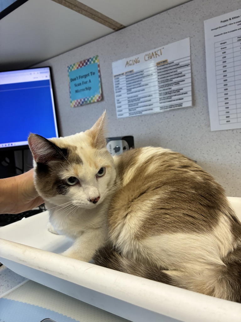 Shelter Stray Female Cat last seen Near W Kappa Drive, Magna Township, UT, 84044, 511 W 3900 S, Salt Lake City, UT 84123, USA
